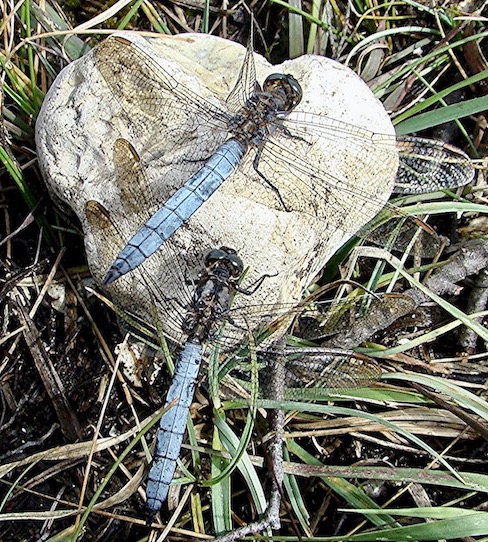 keeled skimmer